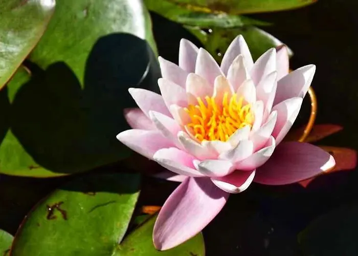 Apartmán L'echappee Belle A L'etang D'anty -appartement Saint-Nabord